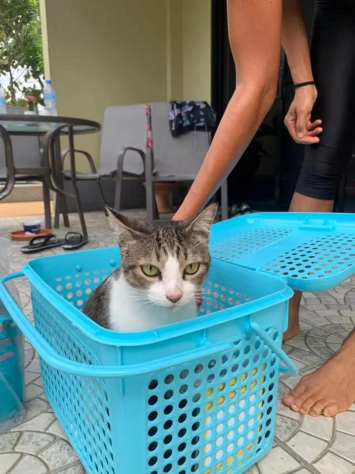 เมี๊ยวๆโฮเทล รับฝากแมว ภูเก็ต Meow Meow Cat Hotel Phuket