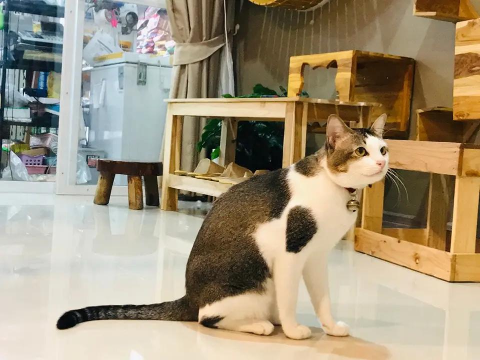 เมี๊ยวๆโฮเทล รับฝากแมว ภูเก็ต Meow Meow Cat Hotel Phuket