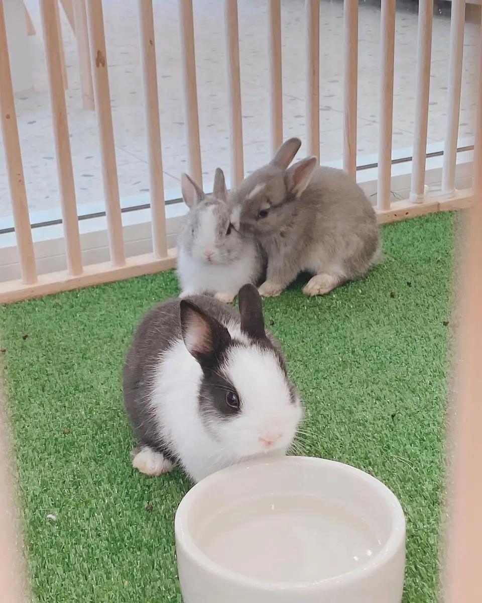 Babybunnycafe