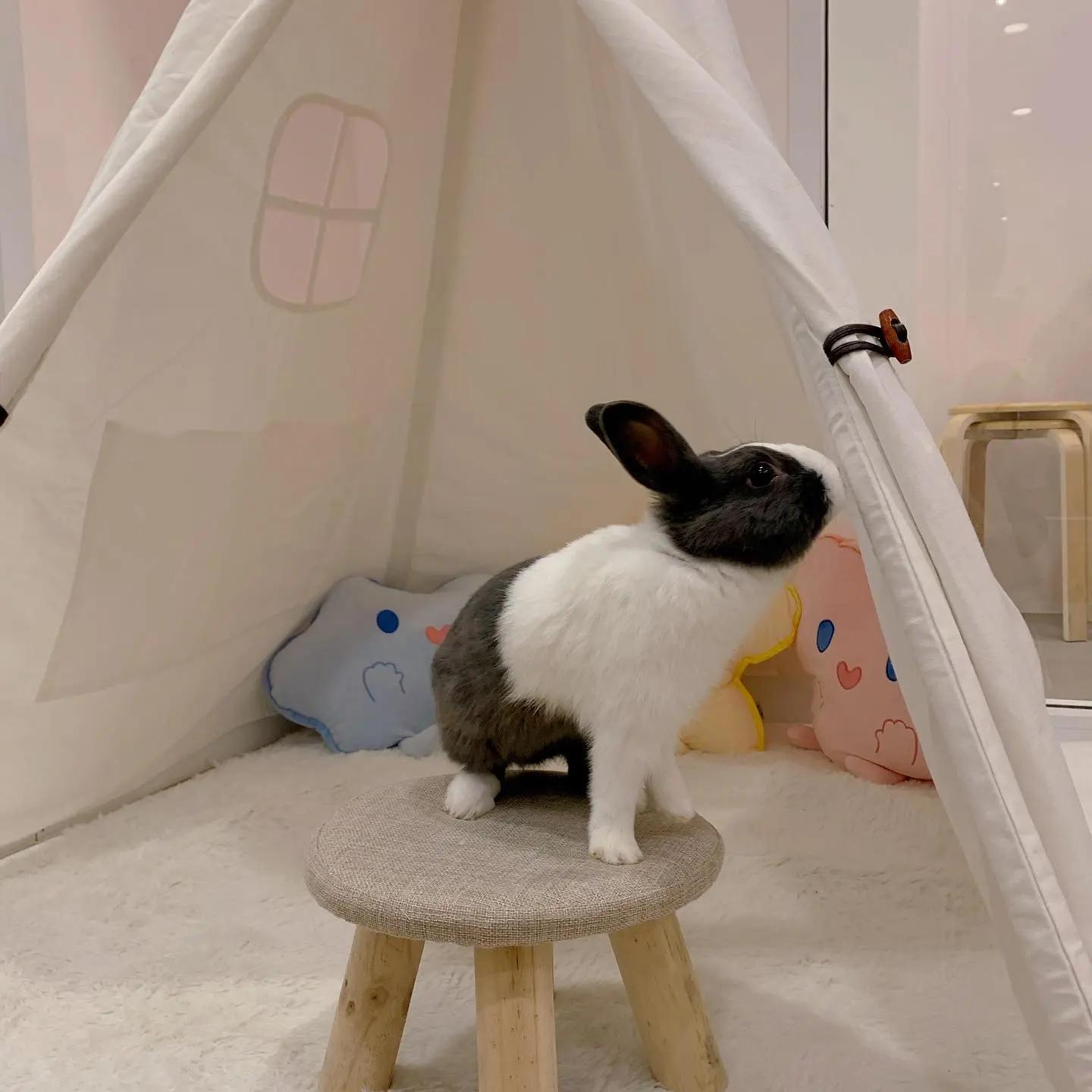 Babybunnycafe