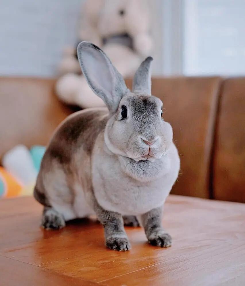 Bunnierista Cafe