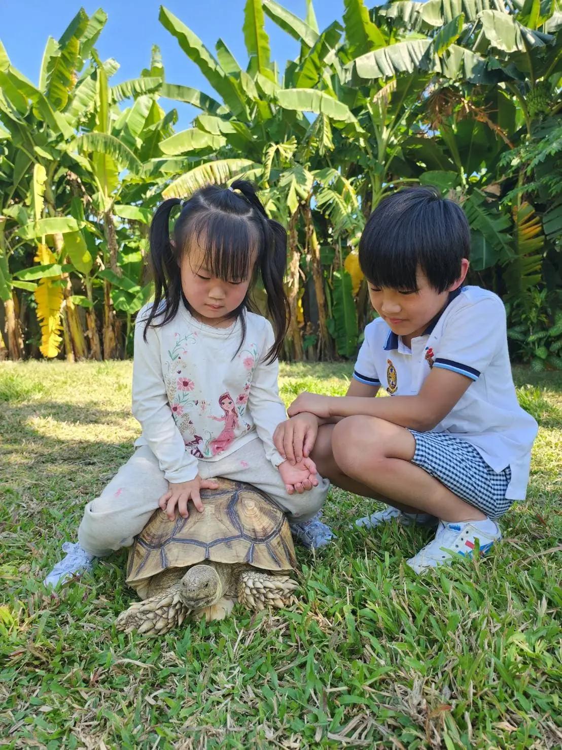 Turtle Rabbit Cafe'