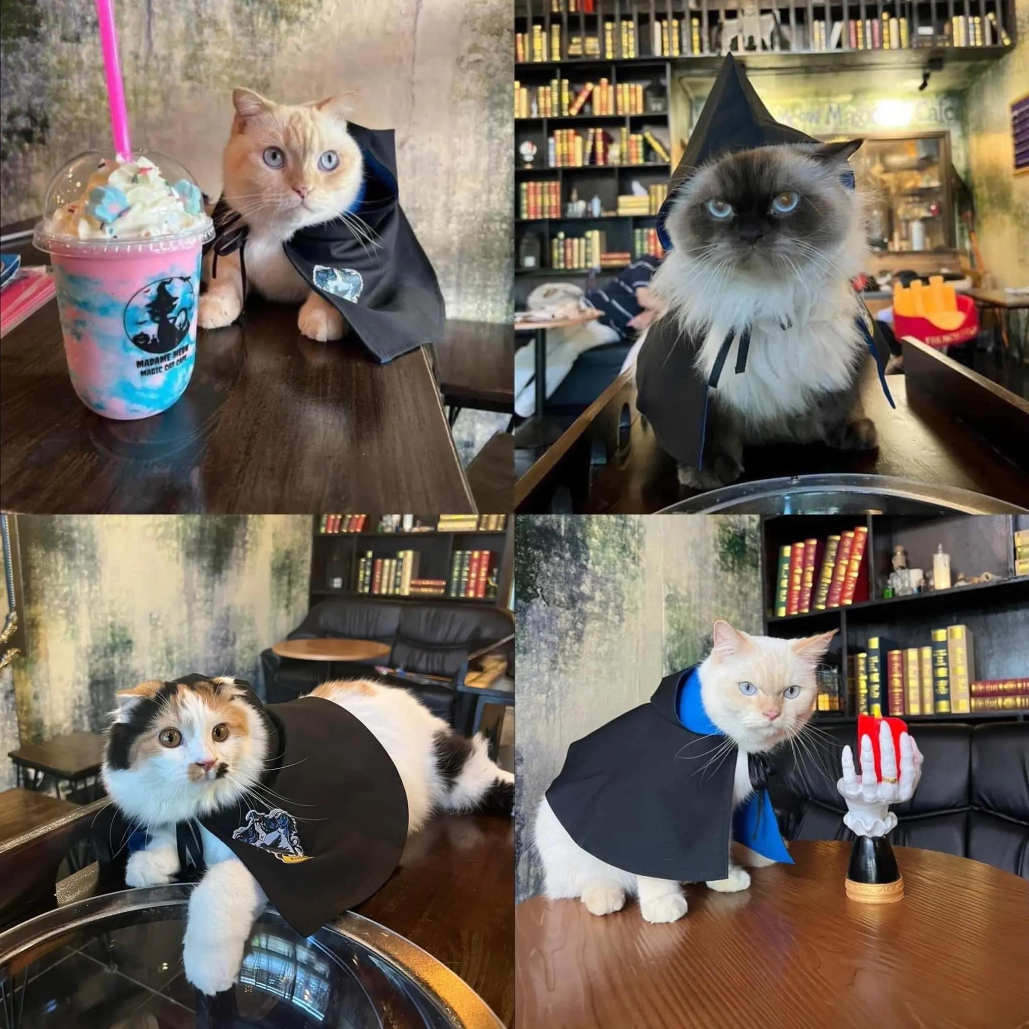 Madame Meow Magic Cat Cafe'