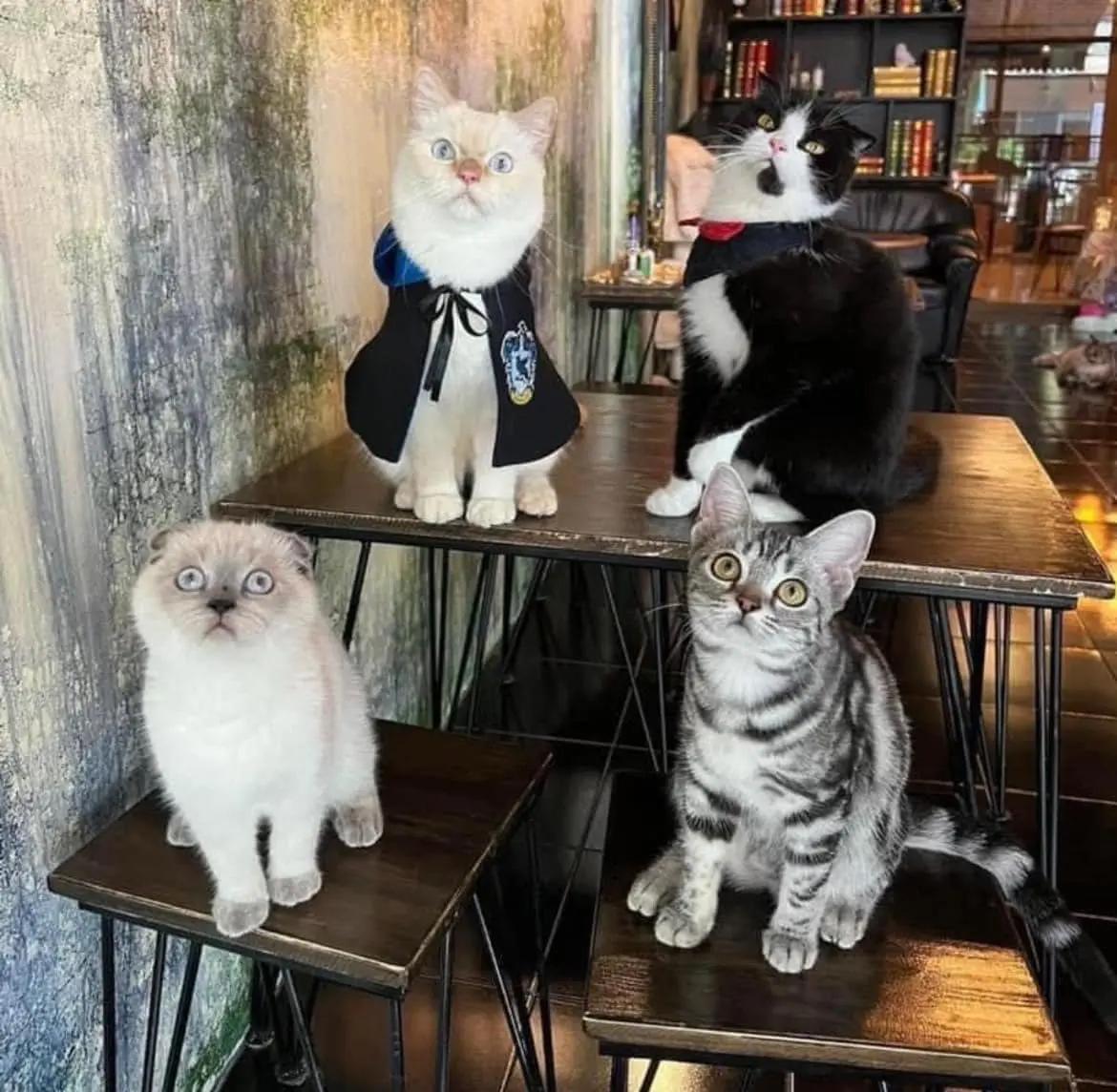 Madame Meow Magic Cat Cafe'