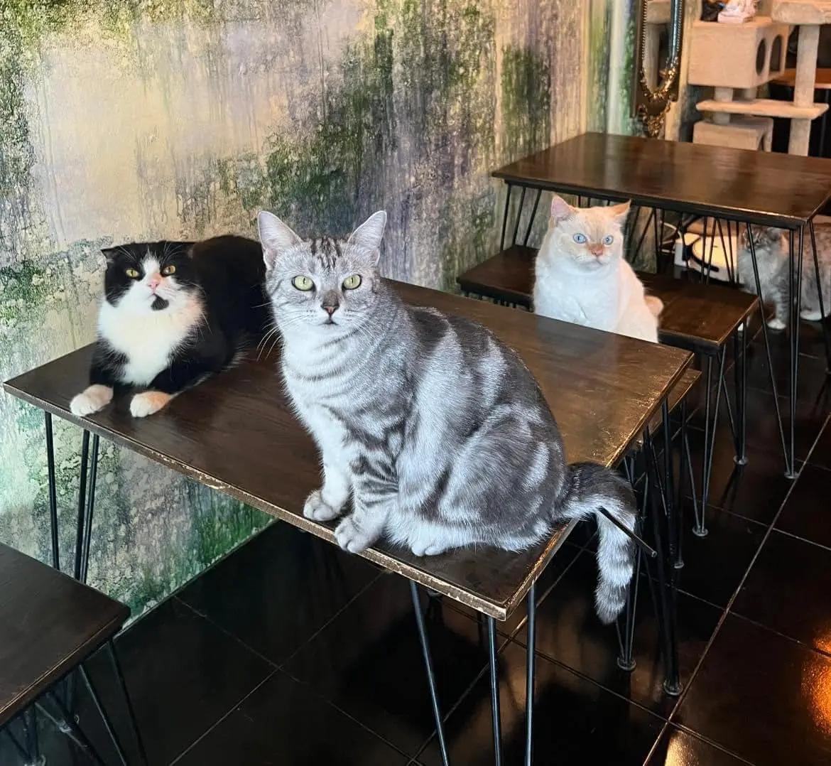 Madame Meow Magic Cat Cafe'