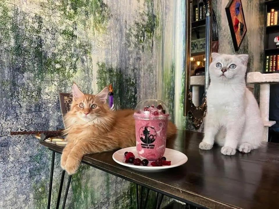 Madame Meow Magic Cat Cafe'