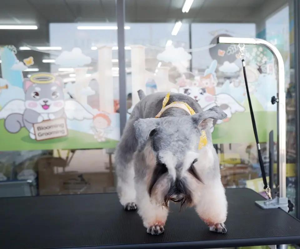 Blooming Grooming at Pet Us 