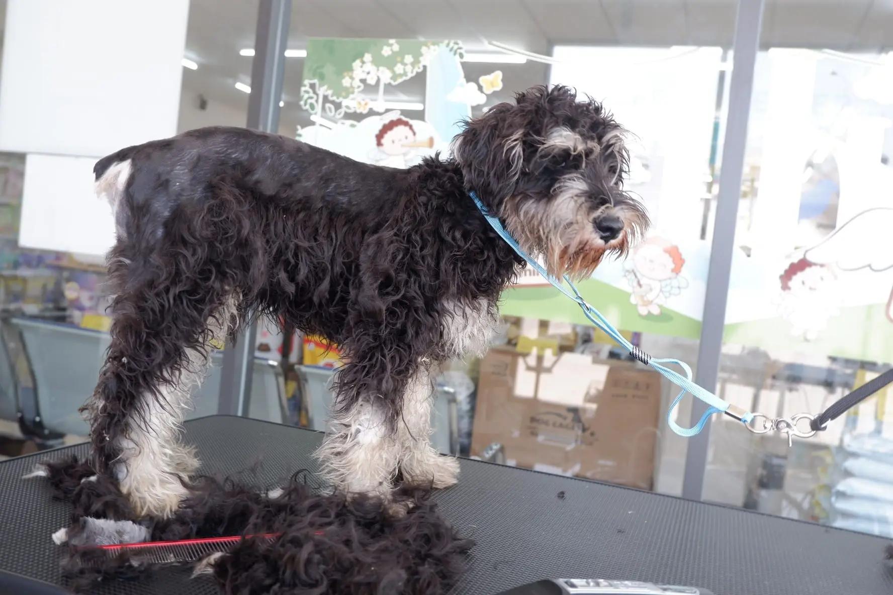 Blooming Grooming at Pet Us 