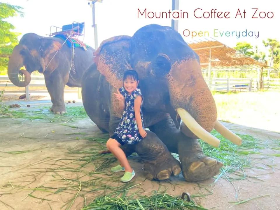 Mountain Coffee at Zoo