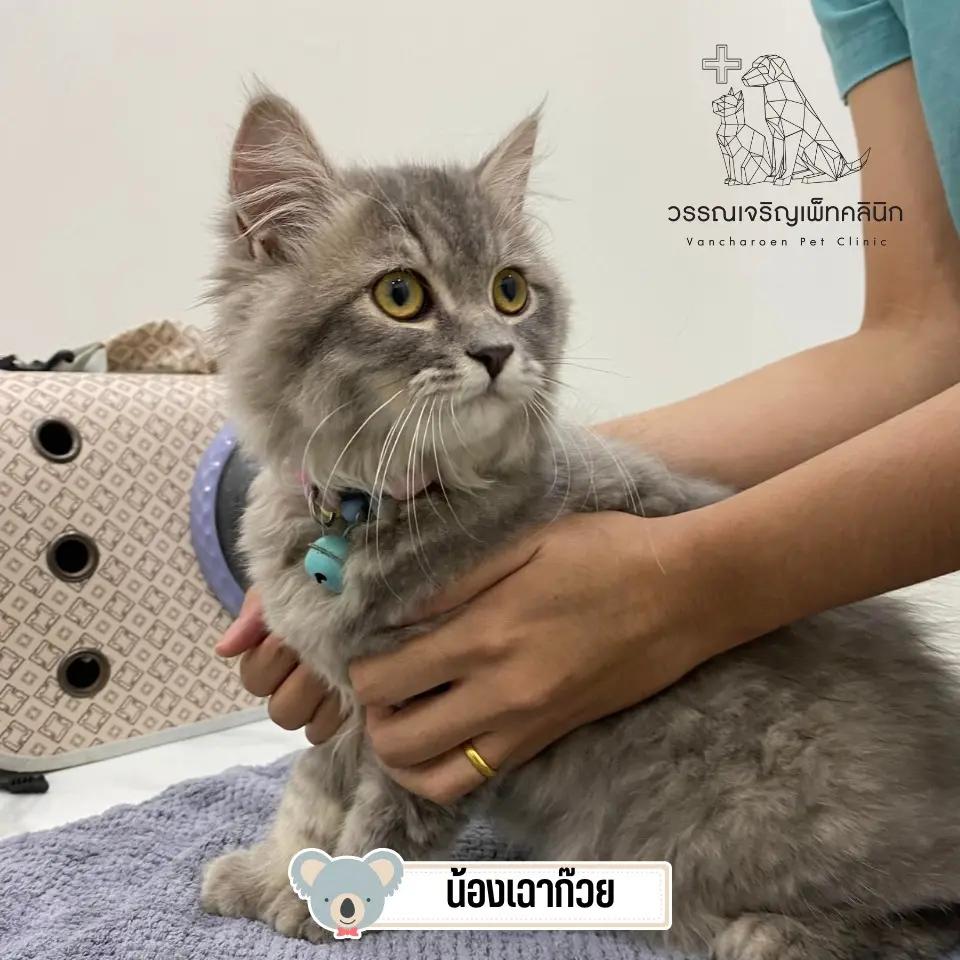 วรรณเจริญเพ็ทคลินิก : Vancharoen PetClinic