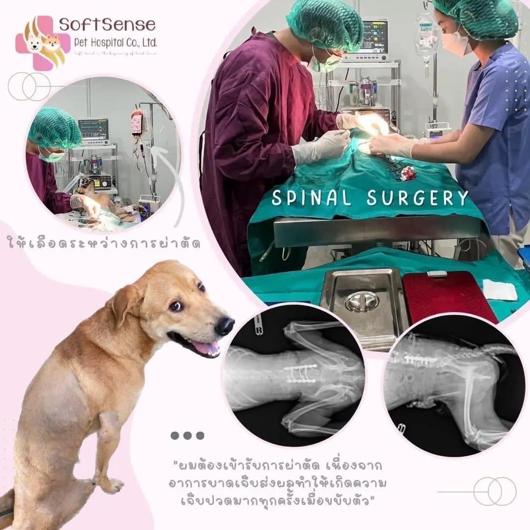 โรงพยาบาลสัตว์ซอฟท์เซนส์ : SoftSense Pet Hospital