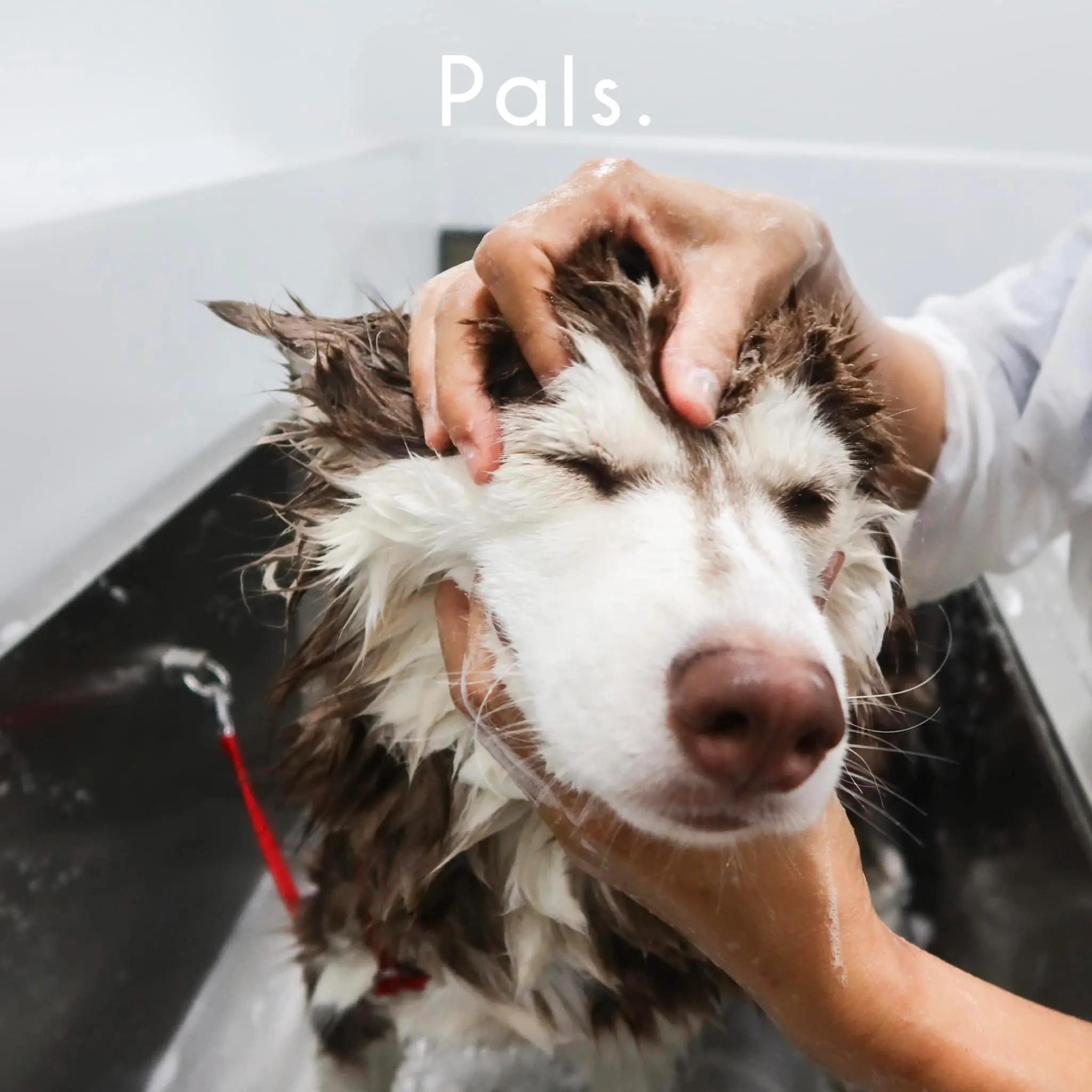 Pals. by SanRue อาบน้ำ-ตัดขน ประชาชื่น