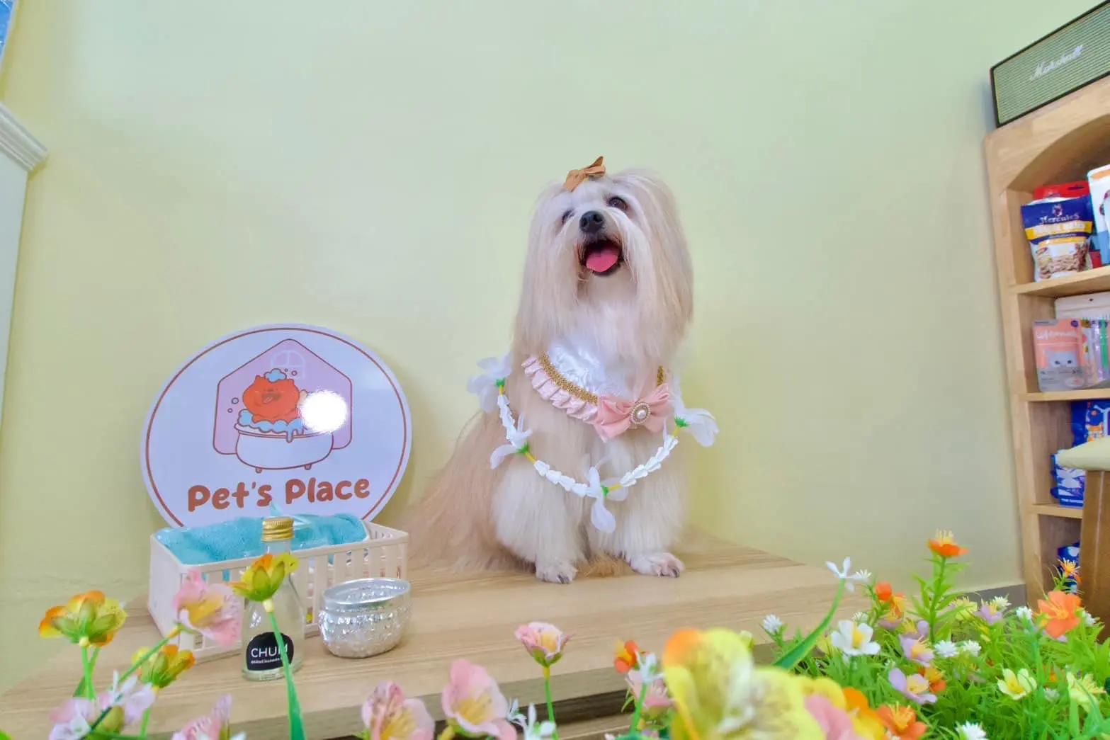 Pet’s Place Grooming Spa & Salon
