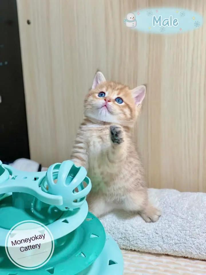 Moneyokaycattery