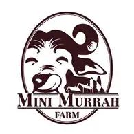 Mini Murrah Farm