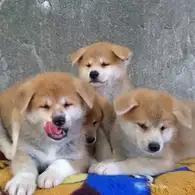 บ้านอาคิตะ อินุ House of Akita Inu