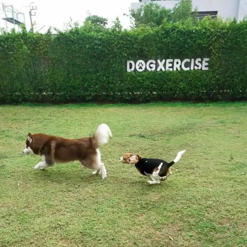  Dogxercise 