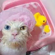 อาบน้ำ-ตัดขน-สปาแมว Cat Grooming&Spa Phuket by เมี๊ยวๆโฮเทล ภูเก็ต